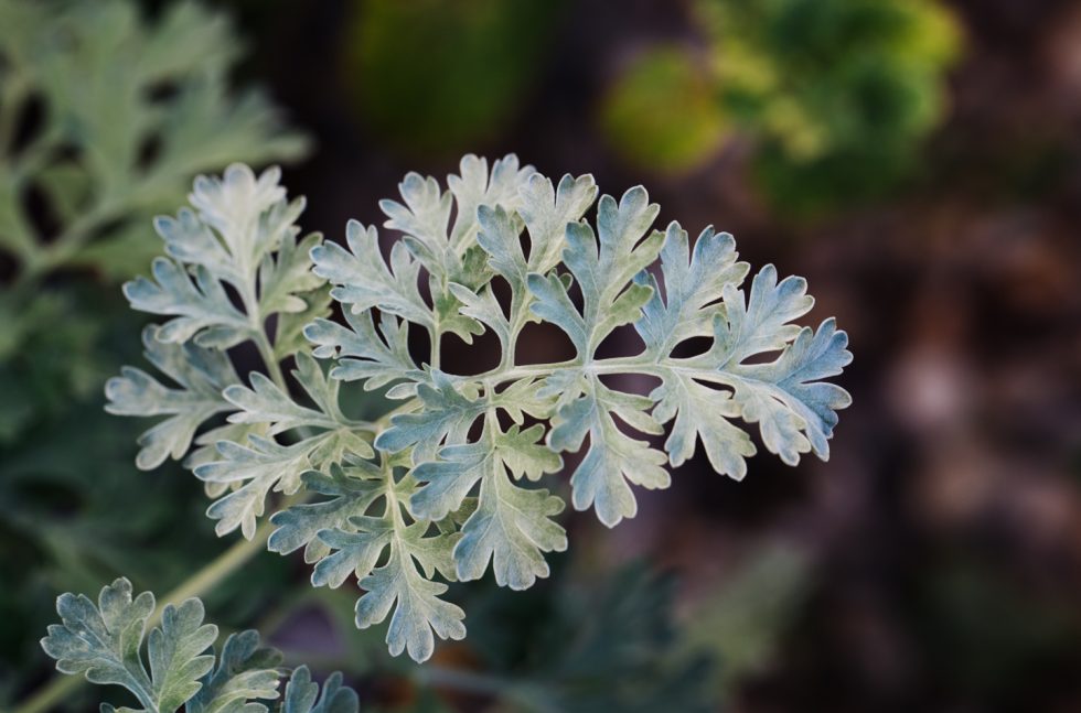Wermut Das bittere Heilkraut Kraut und Wurzel