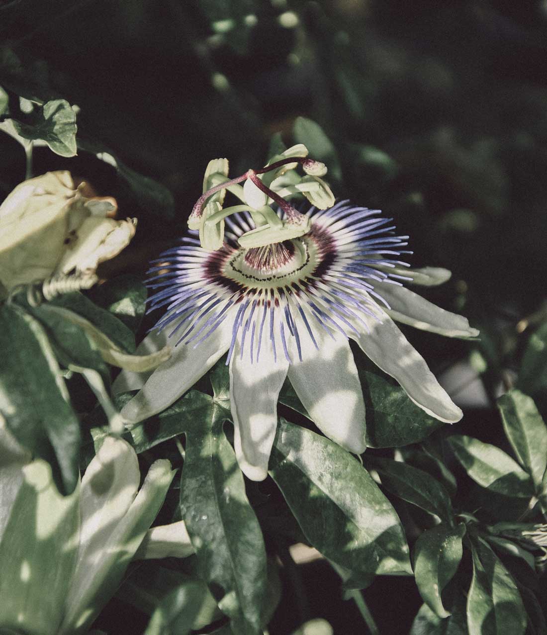Passionsblume