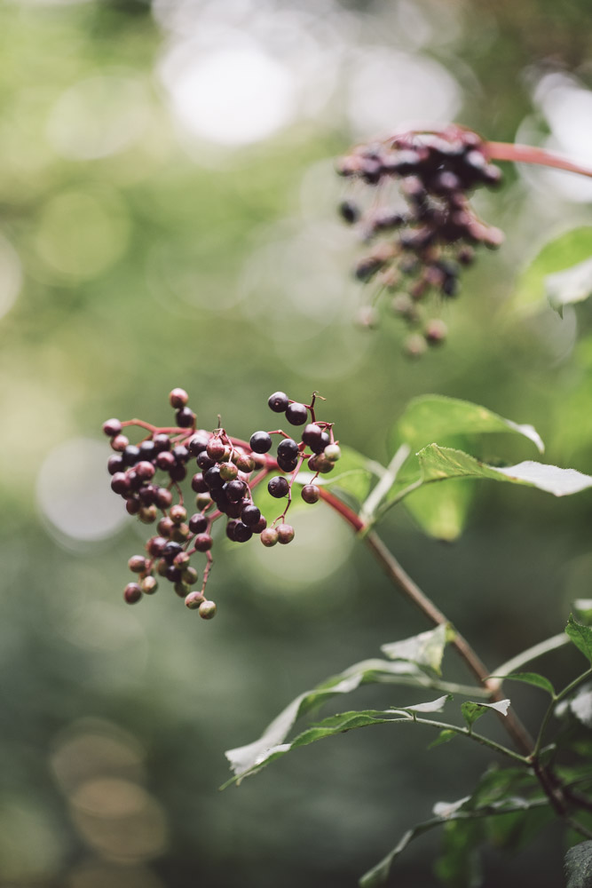 Holunderbeeren