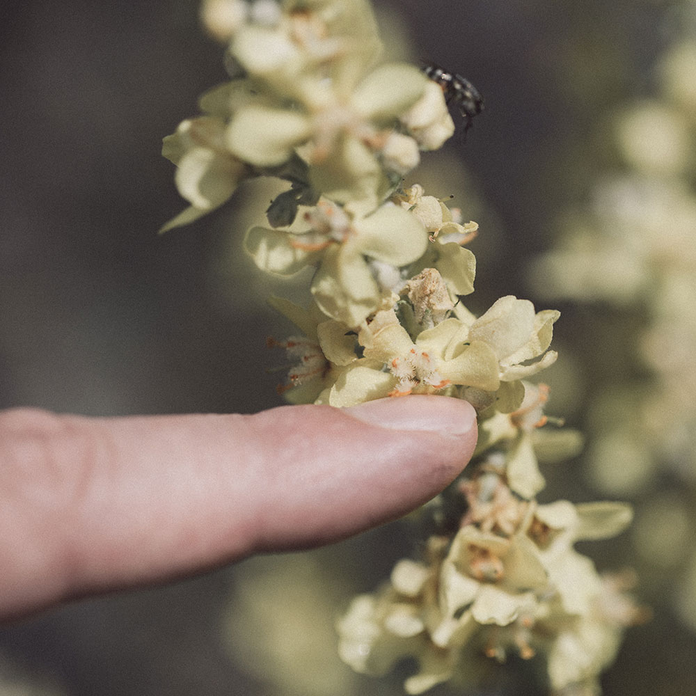 Phytotherapie