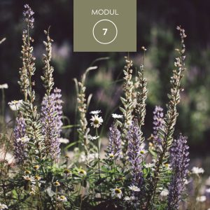 Modul 7