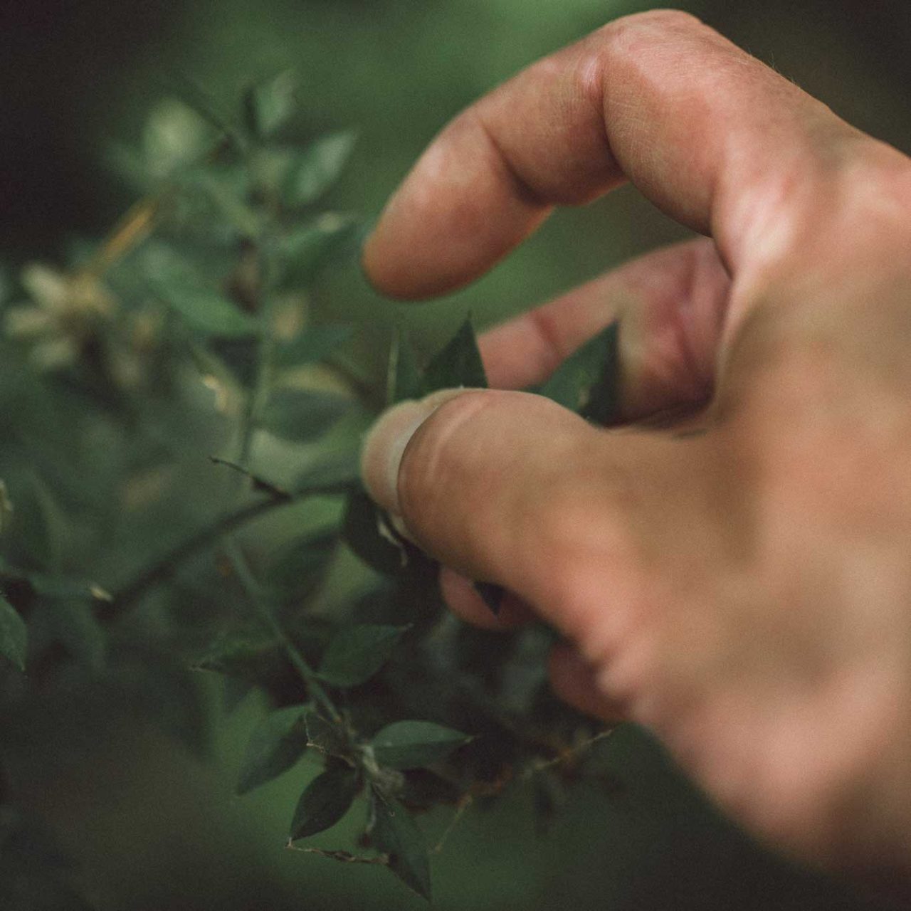 Hand greift nach Pflanze
